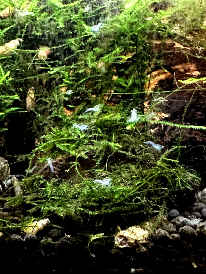 10 + 2-extra ALTO GRADO Brazos Azul Enano Cangrejo Joven Juvi (Raza Azul Personalizada) Foto 4 de 4