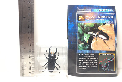 TAKARA Beetle Of The World Stag Beetle Insect Male Figure B
