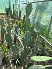 Opuntia Nemoralis Cactus