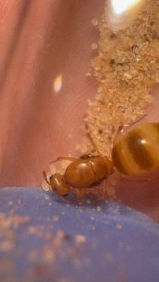 Test Tube for The GOLDEN HONEYPOT ANT, Myrmecocystus Navajo. Queen Ant has eggs