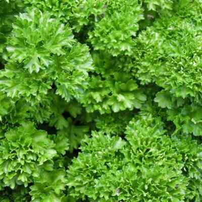 #ad #ad Forest Green Parsley Seeds NON GMO Heirloom Variety Sizes Bulk FREE SHIP $29.69