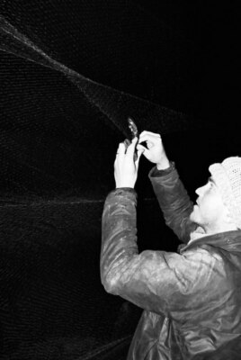Photo 6x4 Storm Petrel is released from a mist net on the slopes of Sgr c1990