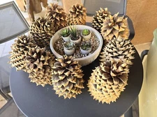 Christmas California Palomar Mountain Coulter Pinecone Widowmaker 8-10"