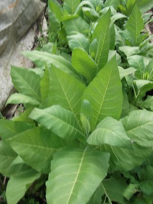 250 GOLDEN VIRGINIA TOBACCO SEEDS -BUY ONE GET ONE FREE