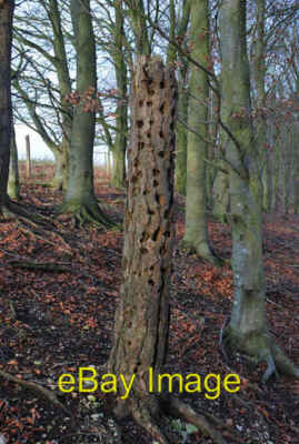 Photo 6x4 Pock-marked tree in Melbury Wood East Melbury Not entirely sure c2007