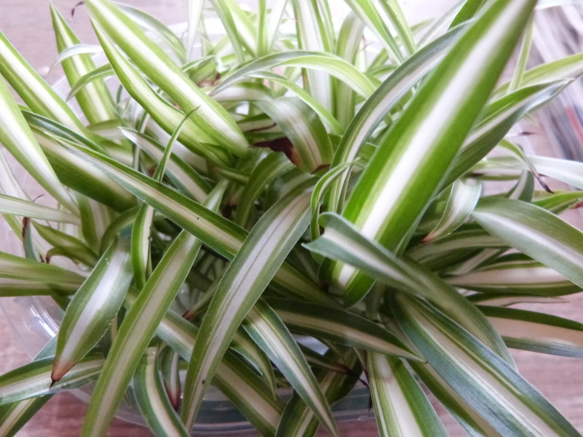 Grnlilie Ableger online kaufen | eBay.de