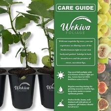 Fig Tree - 2 Live Tissue Culture Starter Plants - Ficus Carica