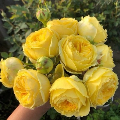 Bright Yellow  Rose Plant- Catalina - 1 Gallon Plant