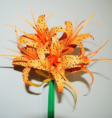 tiger lily sprouting Tiger Lily Plant for Sale