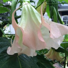 Brugmansia Amber Rose Angel Trumpet 6 seeds