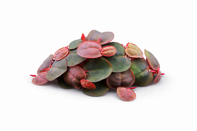 80+ Leaves Red Root Floaters Live Aquarium Plant/Floating/Easy to Grow