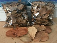 2 GALLON ORGANIC OAK LEAF LITTER Dart Frog VIVARIUM Live Oak Leaves Terrarium  