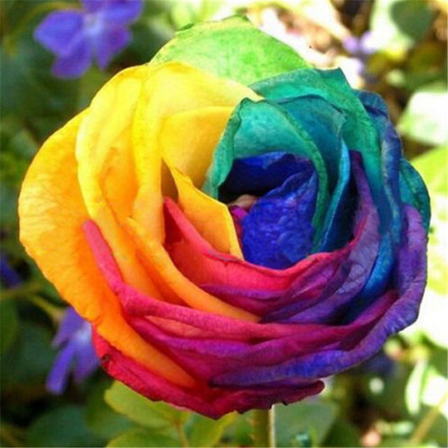 FD4538 Rainbow Rose Flower Clay Seeds Plants Yard Garden