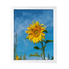 Designs ByLITA Midday Sunflower, Wall Print Art Beautiful Flowers