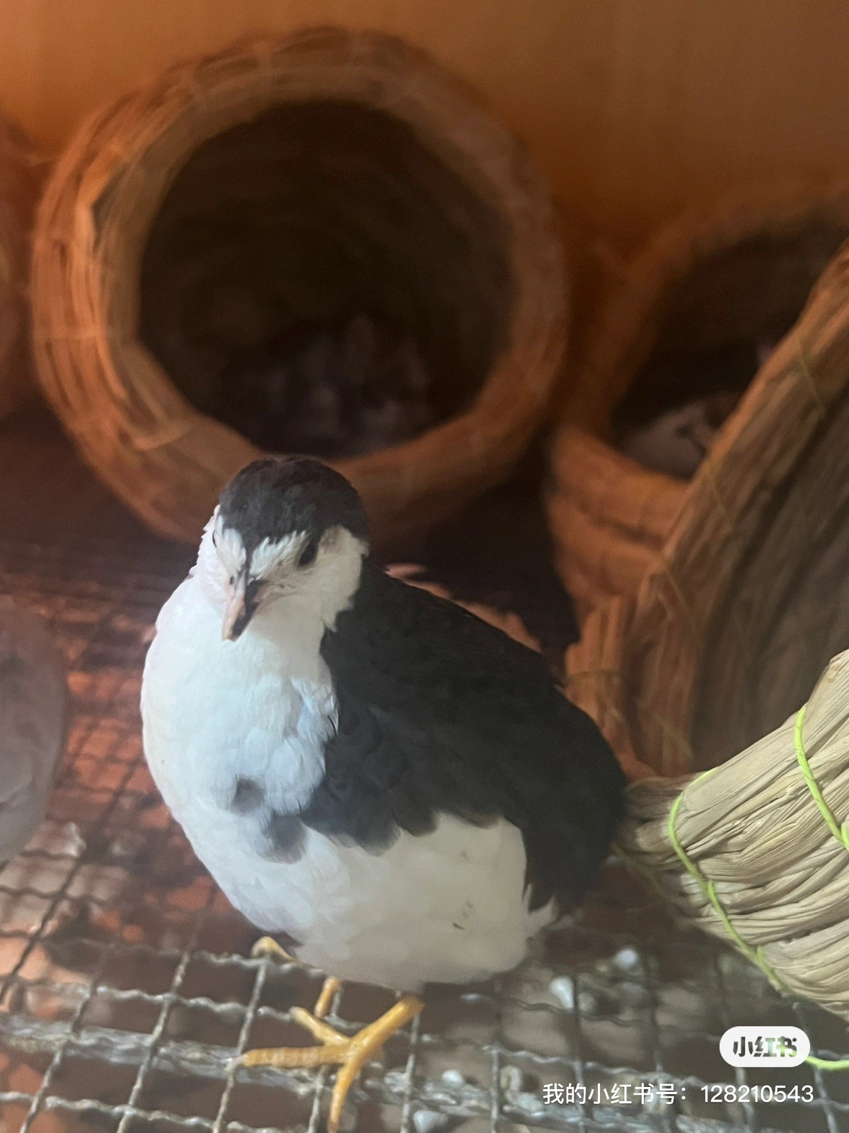 button quail hatching eggs