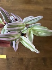 tradescantia nanouk,established Plant,9cm Pot