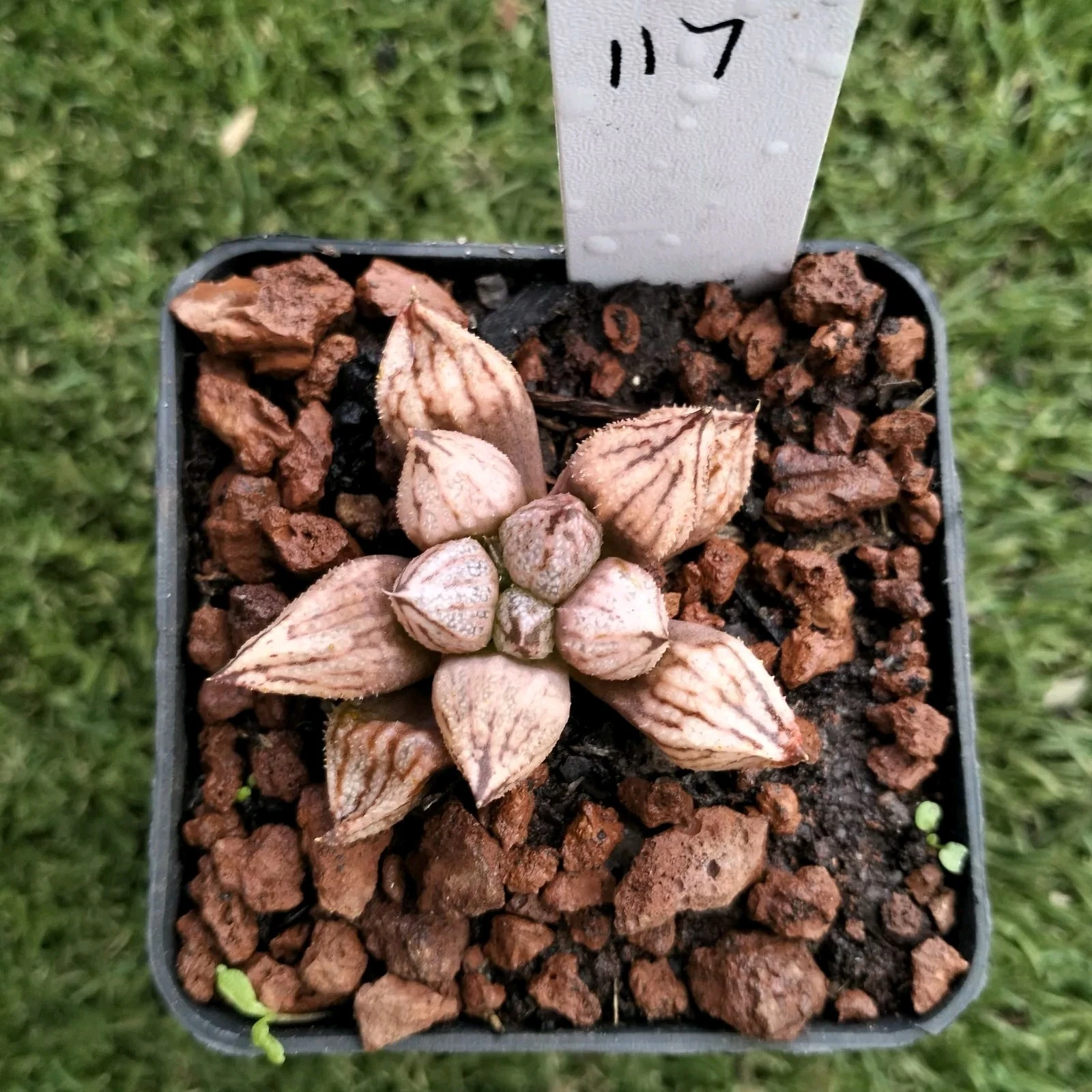 Haworthia Plant #17 round leaves display in 7cm pot Succulent
Opens in a new window or tab
