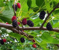 Mulberry Fruit Tree Cuttings – 10 Cuttings, 6-8in long, Edible Berries,Black/Red
