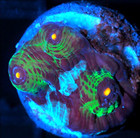 Corals of Eden ~ WYSIWYG Live Coral Frag ~ Avatar Chalice Coral LPS SPS Soft — photo 4