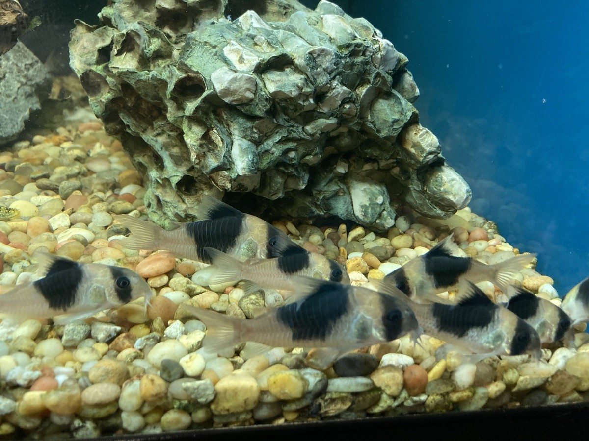 Large Rare CW051 'New Panda' Corydoras (Hoplisoma sp.) Live