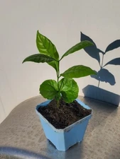8 Coffea Robusta (syn Canephora) Seeds  Grow your own coffee plants at home