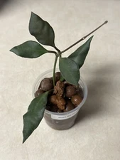 Hoya NS 05-240 Rooted Plant