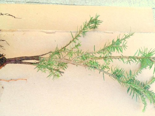 GEORGIA APPALACHIAN MOUNTAIN EASTERN HEMLOCK 30" FRESH STARTER TREE - Picture 3 of 12