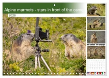 Alpine marmots - stars in front of the camera (Monthly Wall Calendar 2026 16.5 x