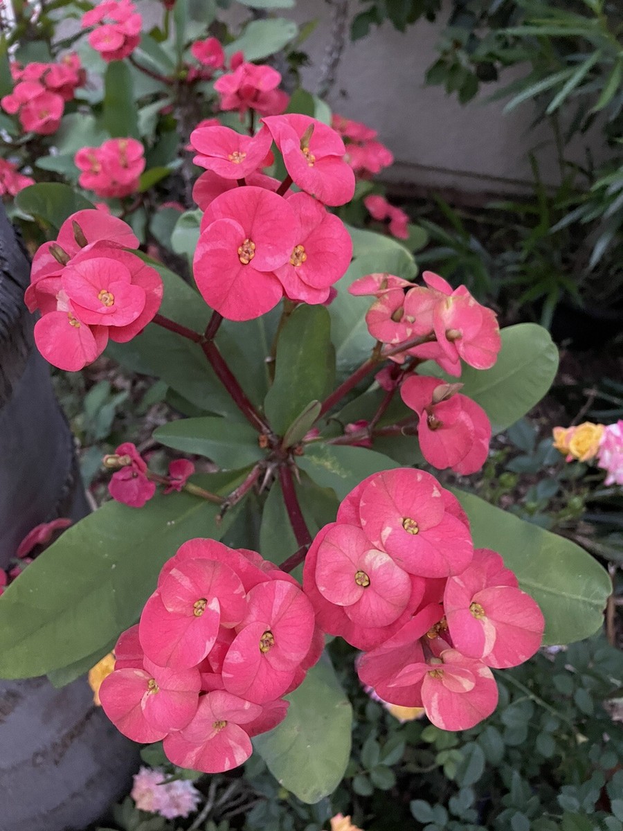 Extra Large Crown of Thorns Euphorbia milii Succulent Cactus Plants 10  Inches | eBay