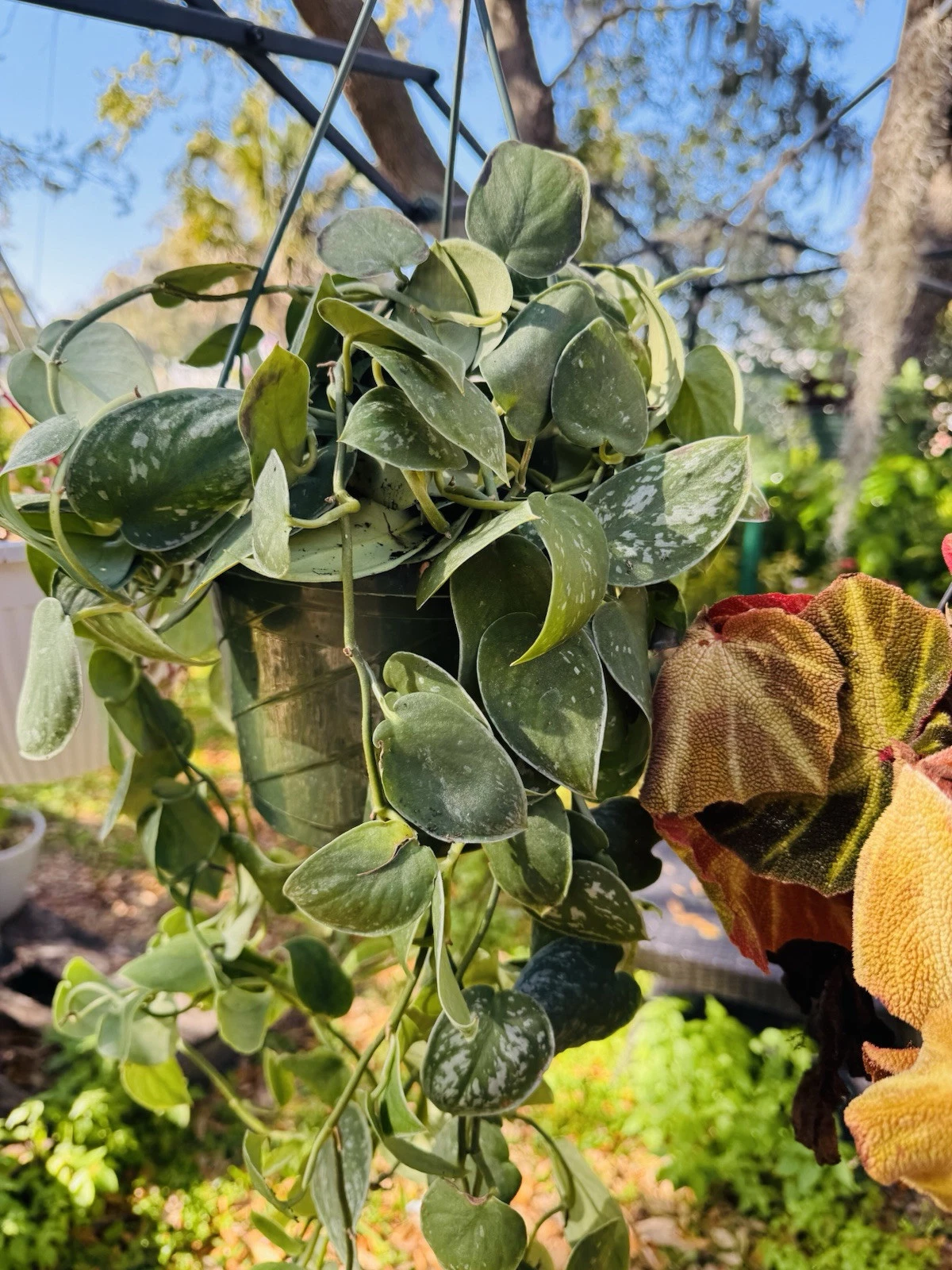 Pothos Silvery Ann Basket