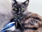 ORIGINAL “Tortie Cat & Magpie” Artist Nat Hodson 2025 8”x11.5”  NOT AN ACEO — photo 5