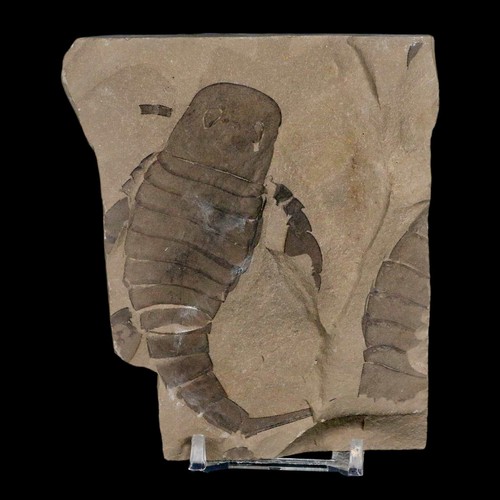 3.5" Eurypterus Sea Scorpion Fossil Eurypterid Silurian 420 Mil Yrs Old New York