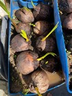 Dwarf Green Malayan seeds Organic Coconut seed sprouted — photo 6