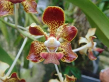 Vanda merrillii Bloom size 3" basket SPECIES NICE PLANT