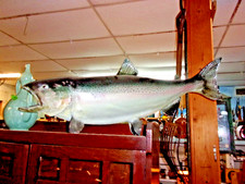 Vintage King Salmon Skin Mount taxidermy