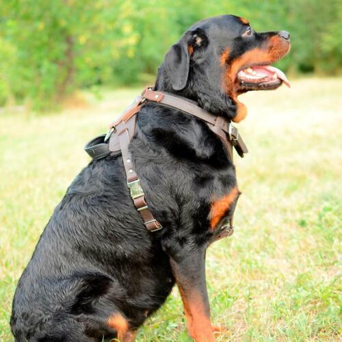K9 Rottweiler Harness for Large Dog Black Brown Padded Chest Plate 