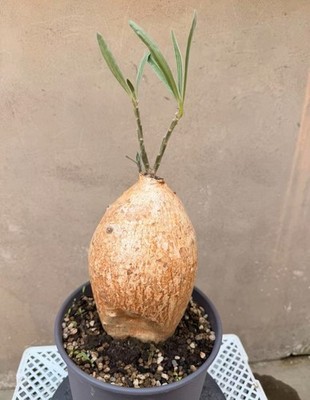 13cm Rare Live House Plant Adenium oleifolium WSYIWYG Boutique Caudex