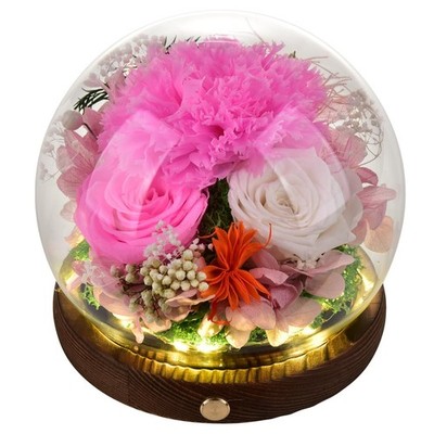 Preserved Eternal Pink Real Carnation Gift Box Long-Lasting Real Flowers for ...