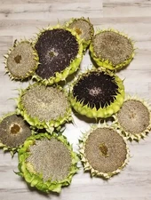 50 Sunflower Seeds mix American Giant,Mammoth,Mongolian Giant,Arikara.quick ship