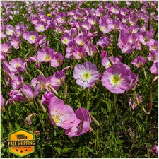 Seed Needs Texas Oklahoma Wildflower Seeds 2oz 30000+ Mixed Blooms Regional 303.92 per gallon