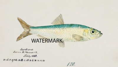 SARDINE Fish 1870 Watercolor artist F E Clarke New Zealand 11x17 REPRO