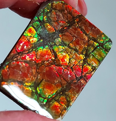 Ammolite Ammonite Coated Stone 37x26x4mm 19180