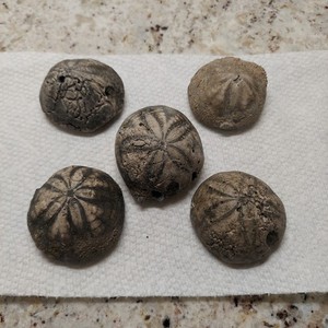 5 Fossilized Echinoid Sea Urchins Sea Biscuits Holden Beach, NC Beach Decor