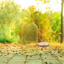 2 Pcs Pet Birds Stand Board Pine Wood Birds Standing Gangplank Supplies