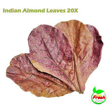 20X Catappa indian almond leaves ketapang leaf shrimp betta fish aquarium care