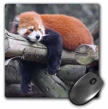 3dRose Adorable Red Panda, Sichuan Province, China MousePad