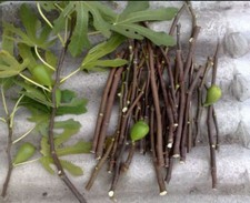 Fresh Fig Tree Cuttings choose from different varieties