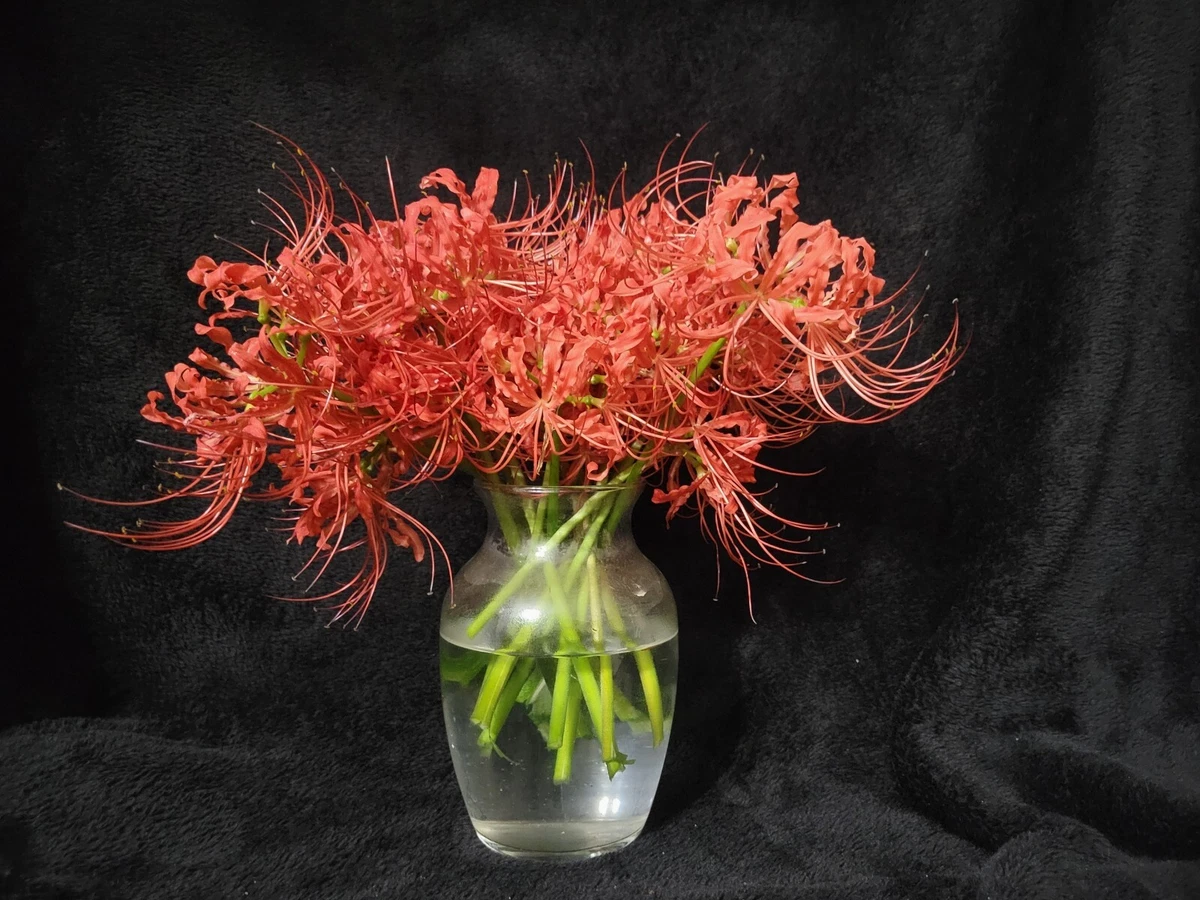 Red Spider Lily Bouquet