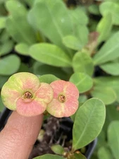 Pink Crown Of Thorn Live Plant Euphorbia Well Rooted Cactus
