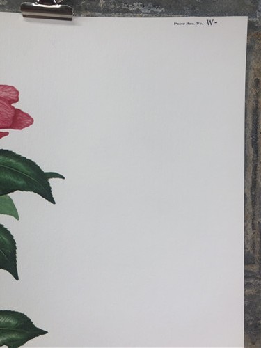 Maryrose Wampler, Camellia, Signed Print, 28x22 Wall Art, Plate 19 - Picture 9 of 9